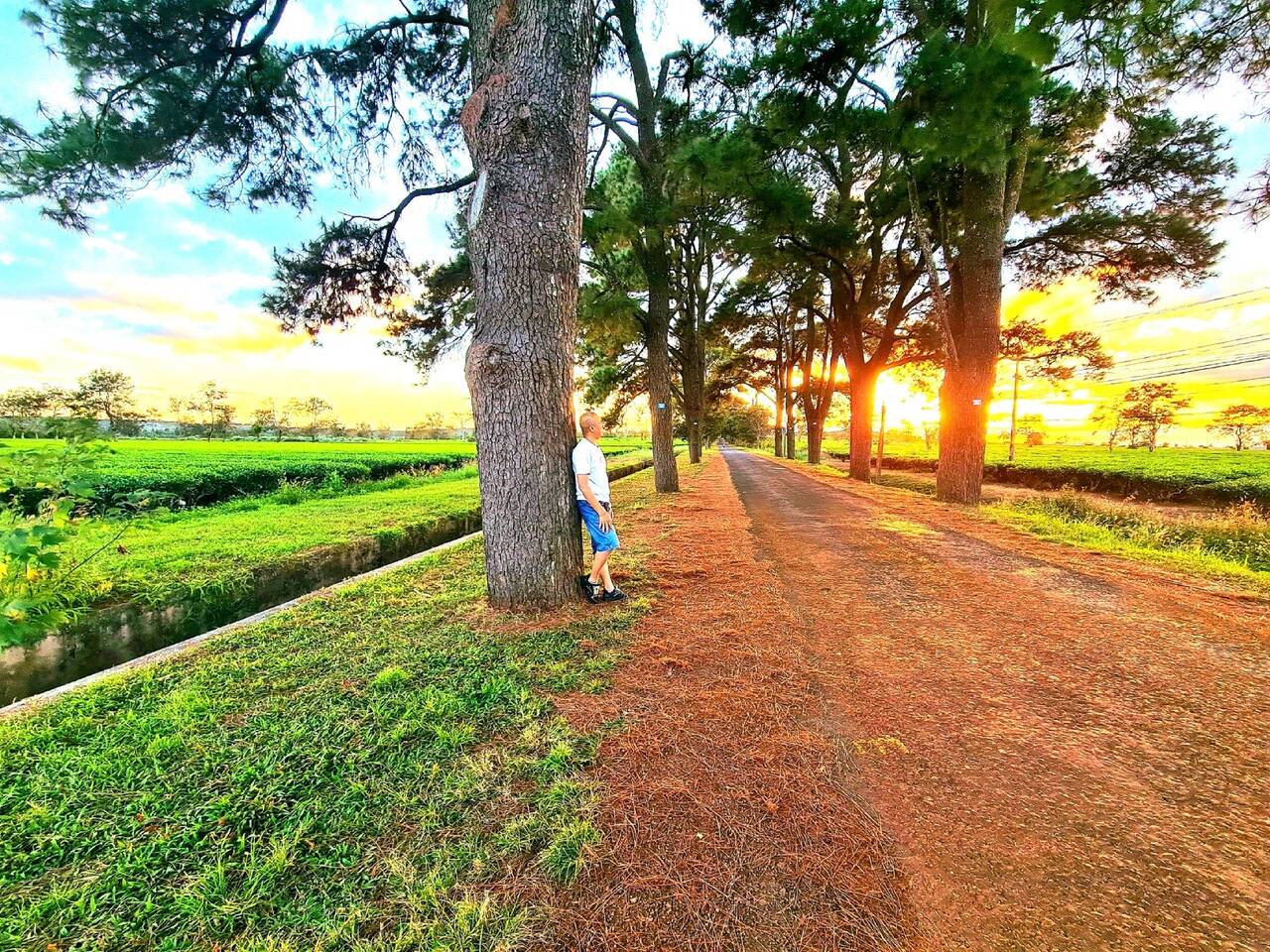 Đường đất đỏ giữa hai hàng thông lúc hoàng hôn
