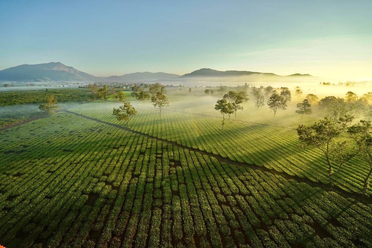 Sương sớm phủ đồi chè nhìn từ trên cao