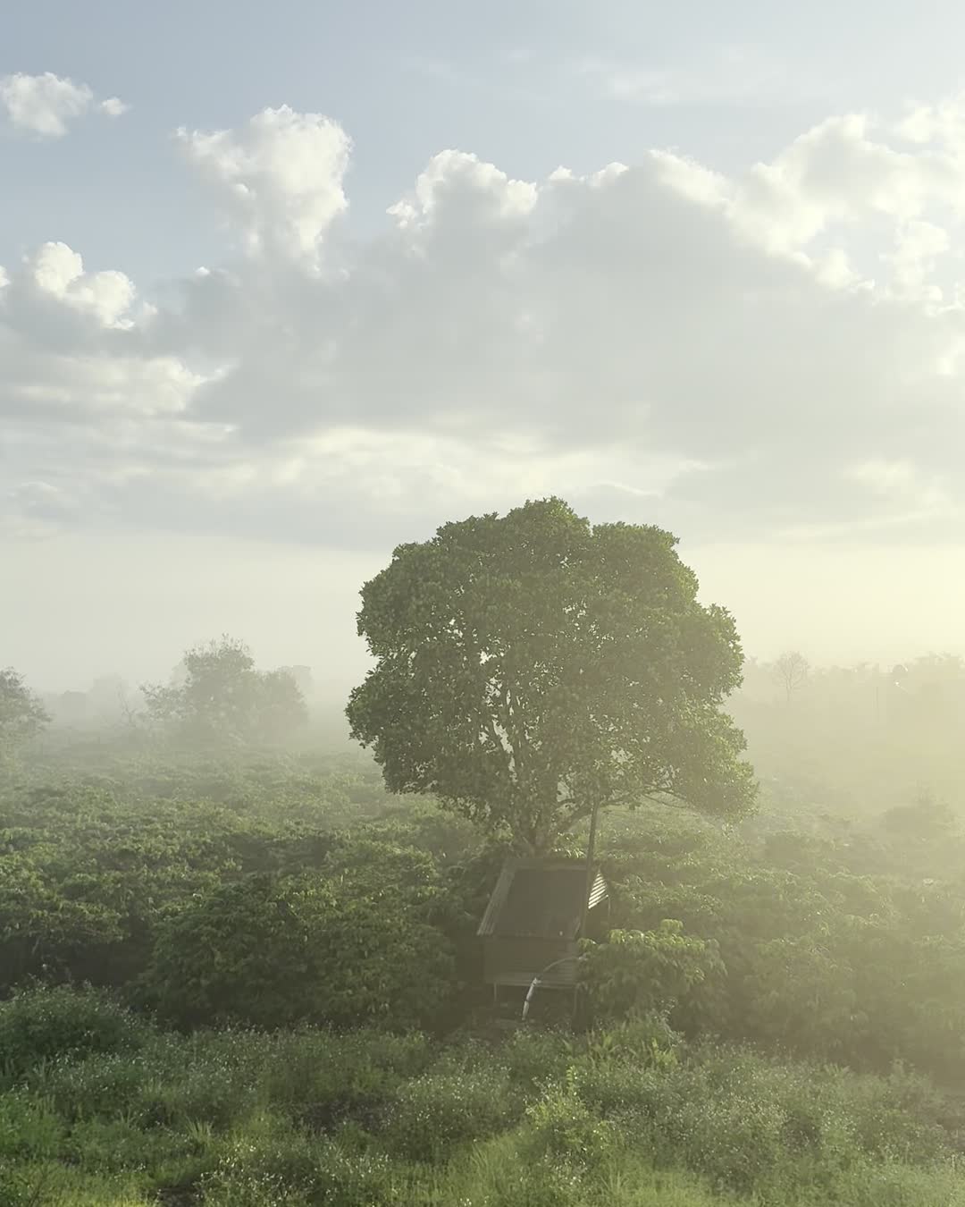 Đồi cà phê phủ sương lúc bình minh nhìn từ Pleiku Adventures Homestay