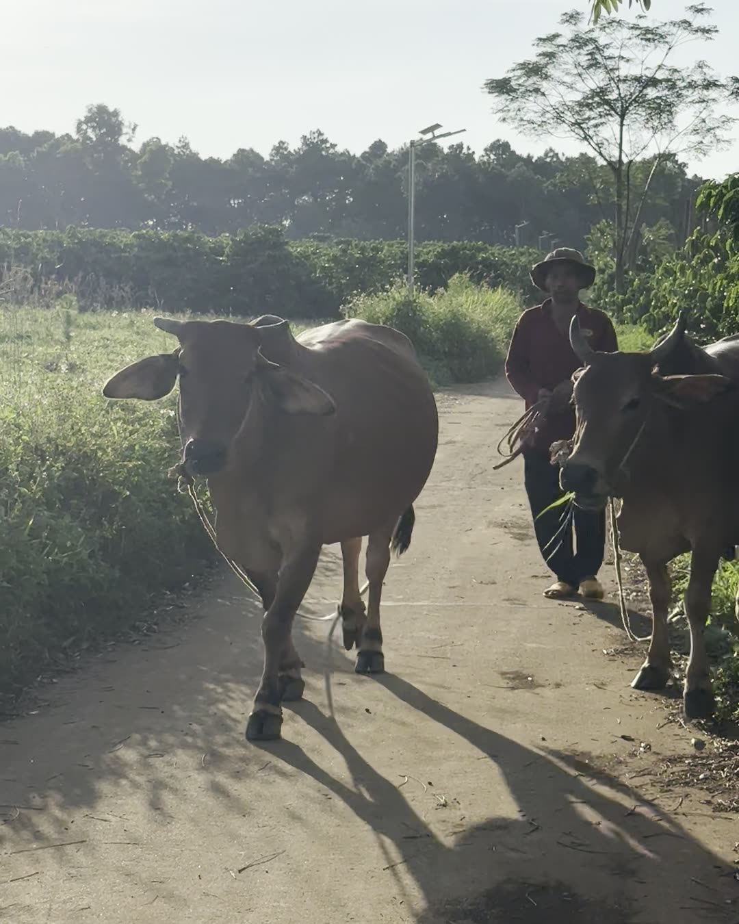 Người dắt bò trên con đường bê tông giữa vườn cà phê gần Pleiku Adventures Homestay, nắng chiều