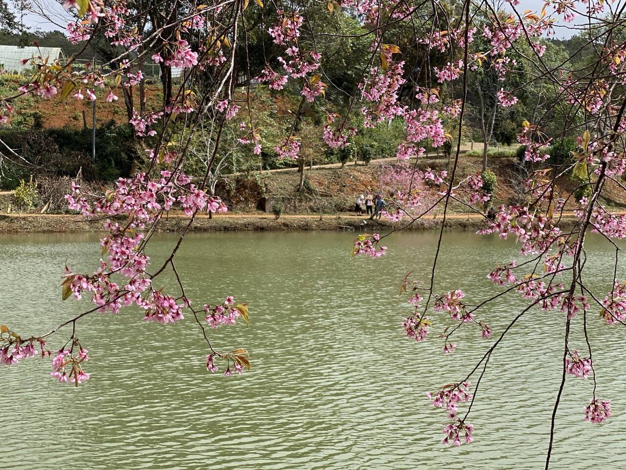 Cành hoa mai anh đào nhìn ra mặt hồ Đăk Ke