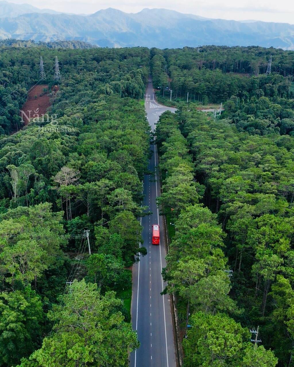 Con đường nhựa chạy thẳng giữa rừng thông Măng Đen nhìn từ trên cao