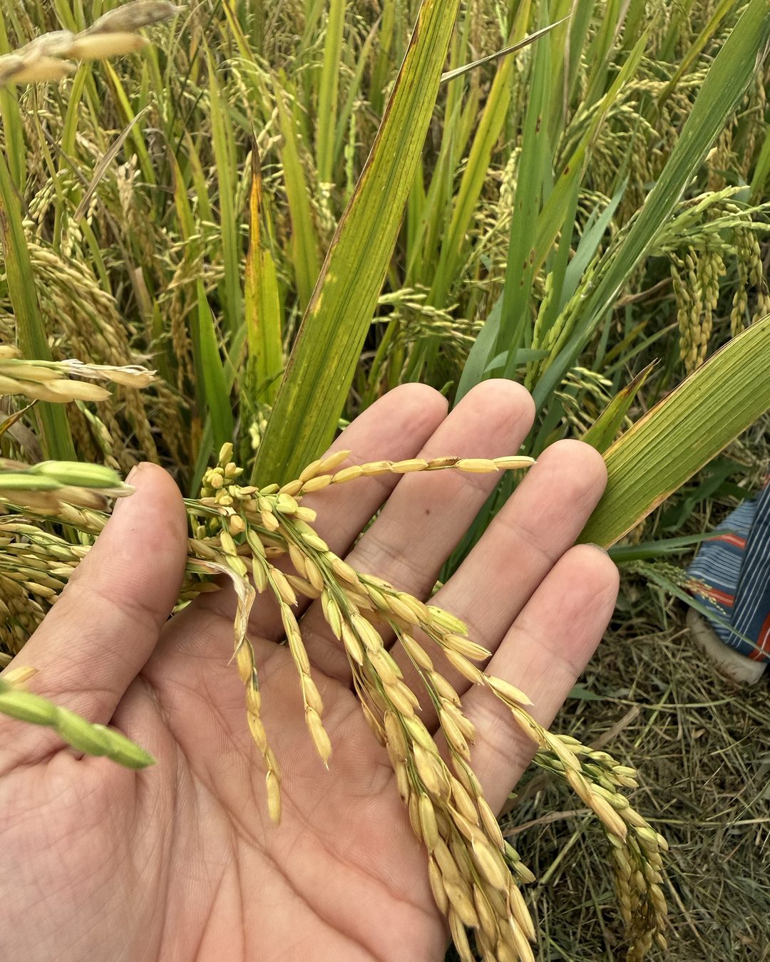 Bàn tay nâng mấy bông lúa chín vàng giữa ruộng